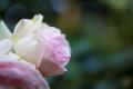 IMG_5184 pink rose